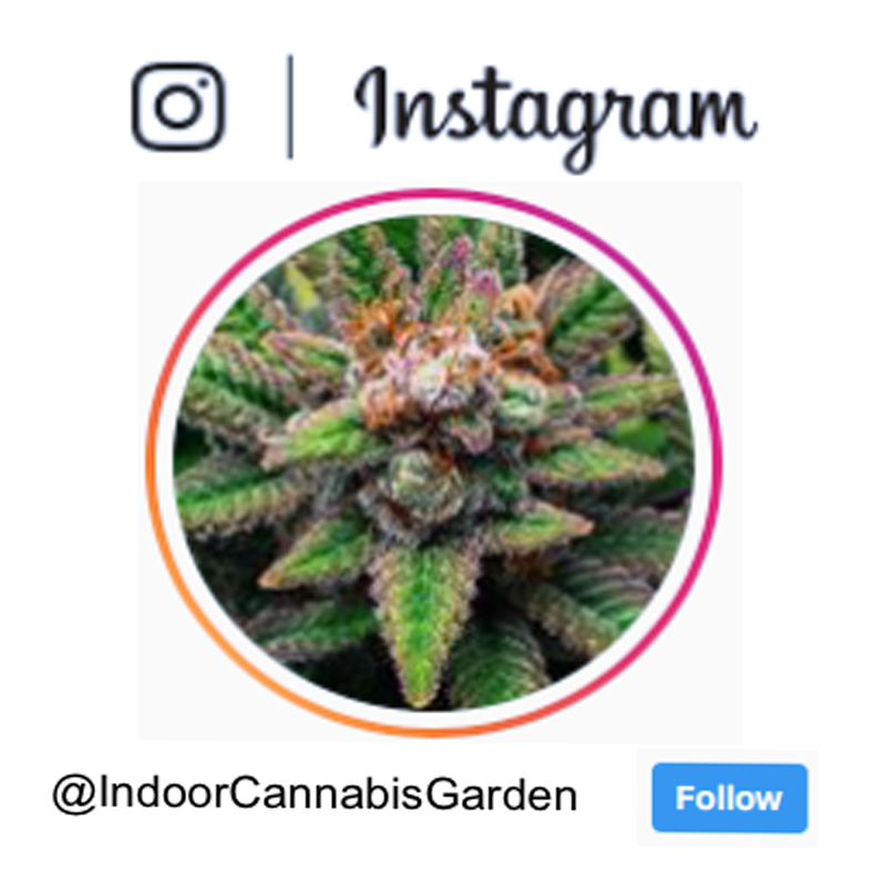 Indoor Cannabis Garden instagram @indoorcannabisgarden