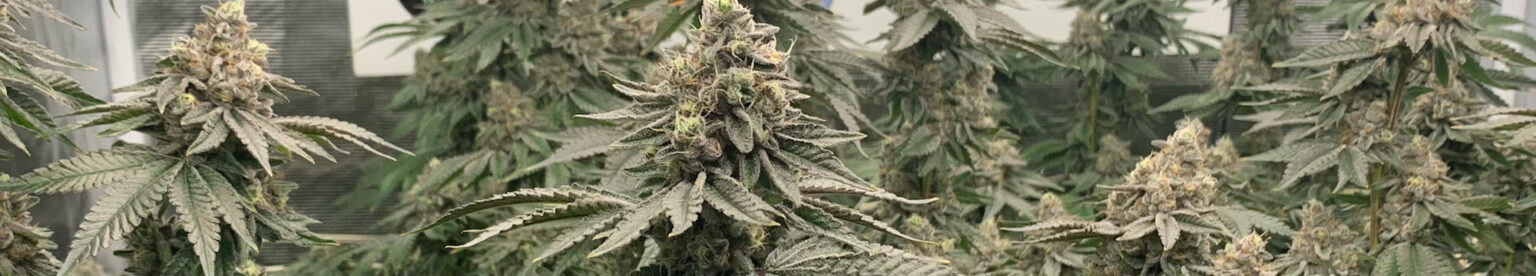 Cannabis Flowering Stage