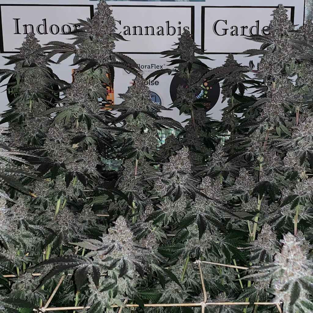 Indoor Cannabis Garden grow tent packed full